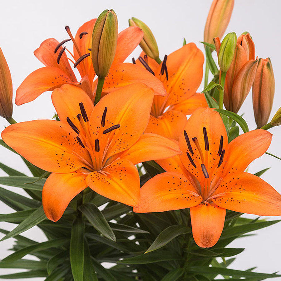 Marcador Lírio Laranja 109M - Luciana Gonzalez - Flexarte