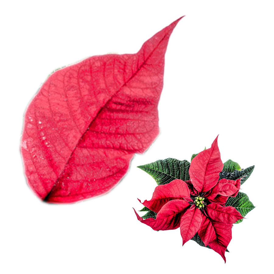 Molde de Silicone 163 - Marcador de Poinsettia