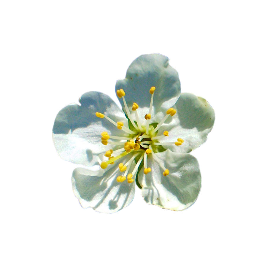 Molde de Silicone 822 - Marcador de Flor de Ameixa - Plum Blossom