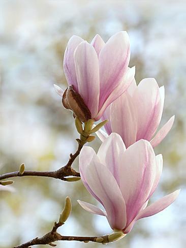 Marcador Magnólia (2 pçs) 052M - Luciana Gonzalez -Flexarte