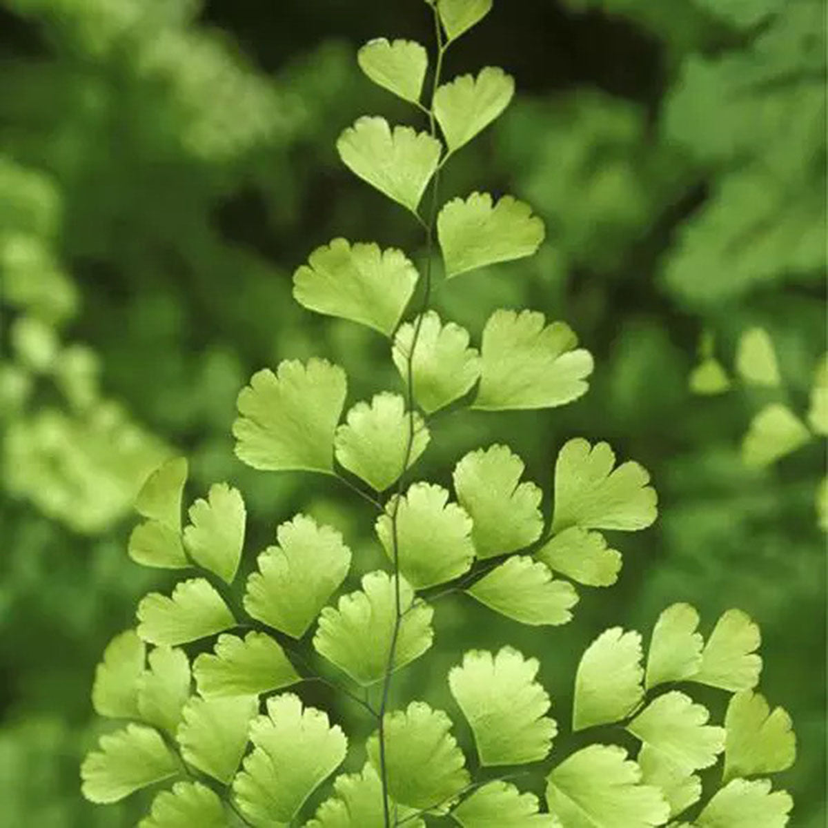 Marcador Folha Avenca 056M - Luciana Gonzalez -Flexarte