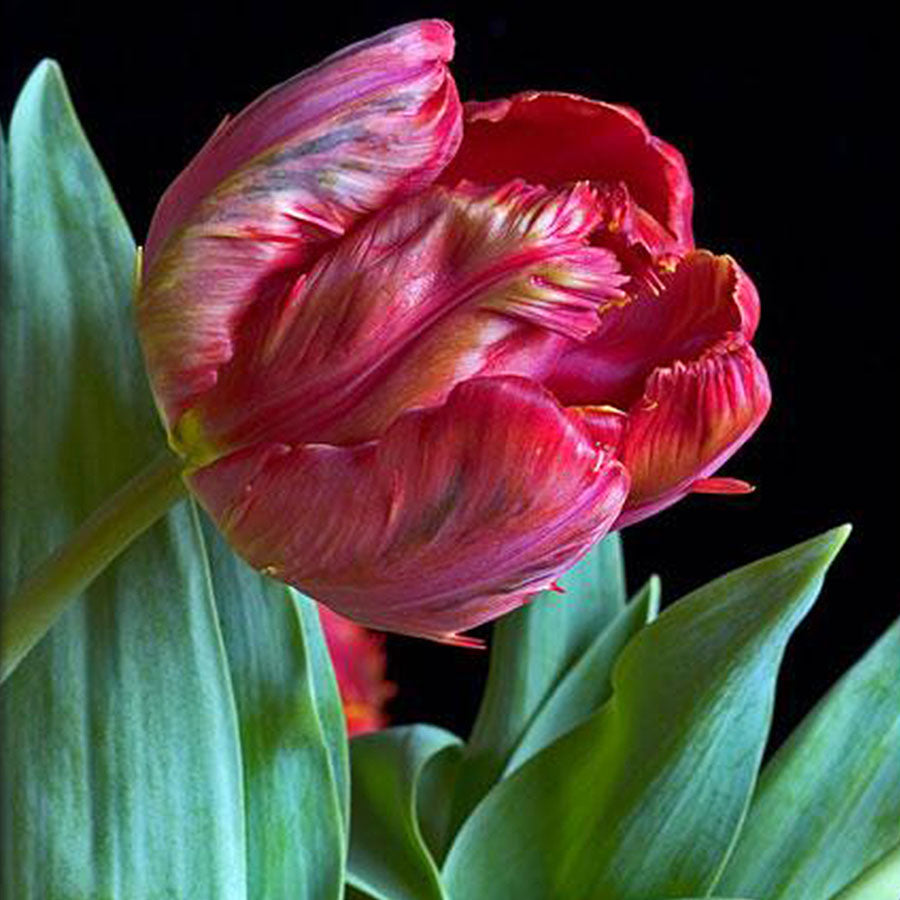 Marcador Flor Tulipa Parrot 062M Luciana Gonzalez -Flexarte