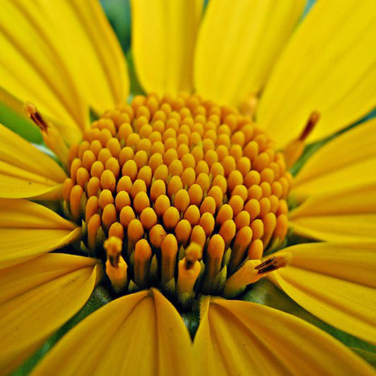 Marcador Miolo do Cosmo 054MB -  Luciana Gonzalez -Flexarte