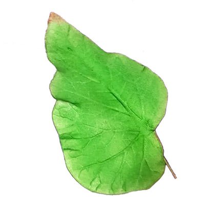 Molde de  Silicone 036 - Marcador Folha da Begônia 20% OFF